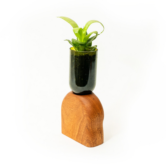 Maceta Hill - Itza Wood Collab